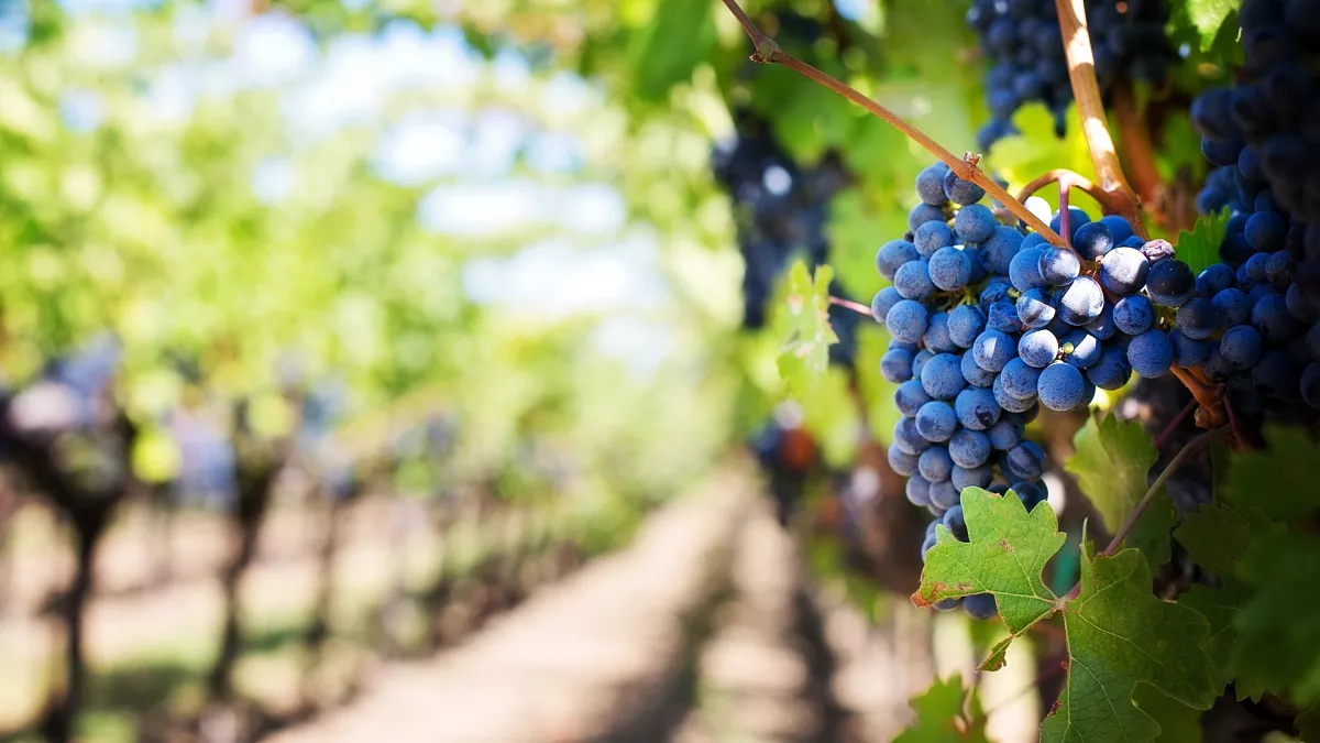 How Sunlight, Water, and Climate Shape the Future of Wine Production