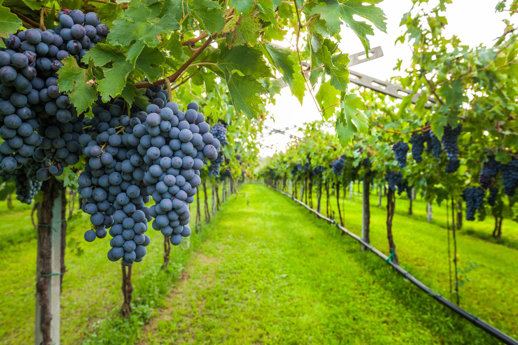 How Sunlight, Water, and Climate Shape the Future of Wine Production