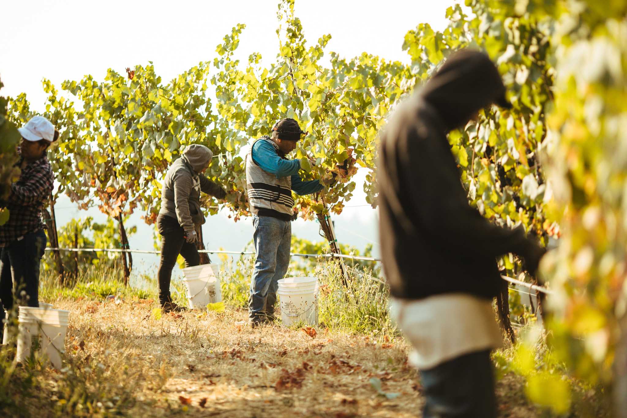 Immigration Fears Shake Napa Valley’s Wine Industry as Undocumented Workers Face Uncertainty