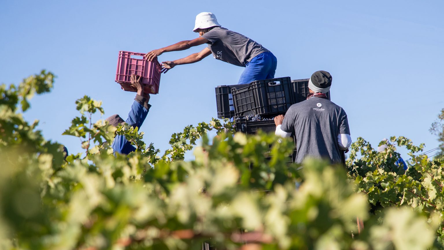 Immigration Fears Shake Napa Valley’s Wine Industry as Undocumented Workers Face Uncertainty