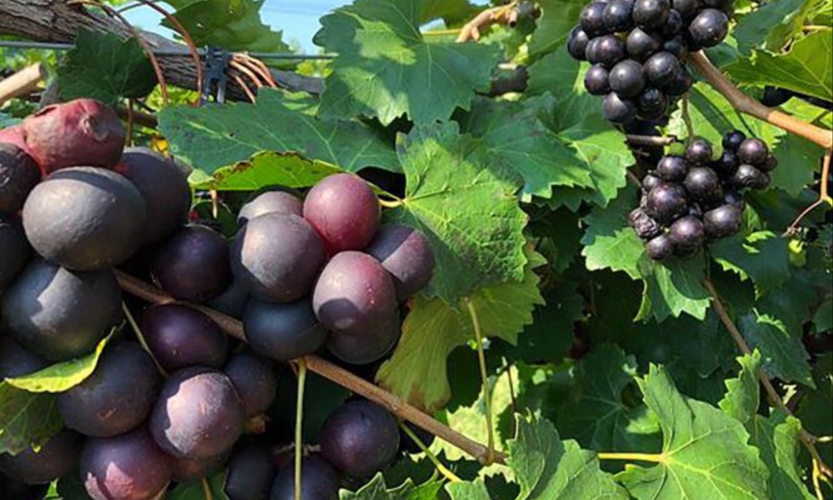 Texas A&M AgriLife Launches Groundbreaking Project to Develop Seedless Muscadine Grapes for Texas Growers