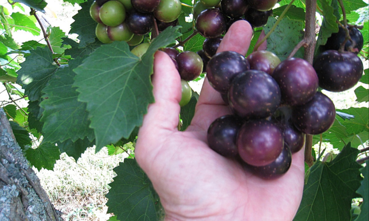 Texas A&M AgriLife Launches Groundbreaking Project to Develop Seedless Muscadine Grapes for Texas Growers