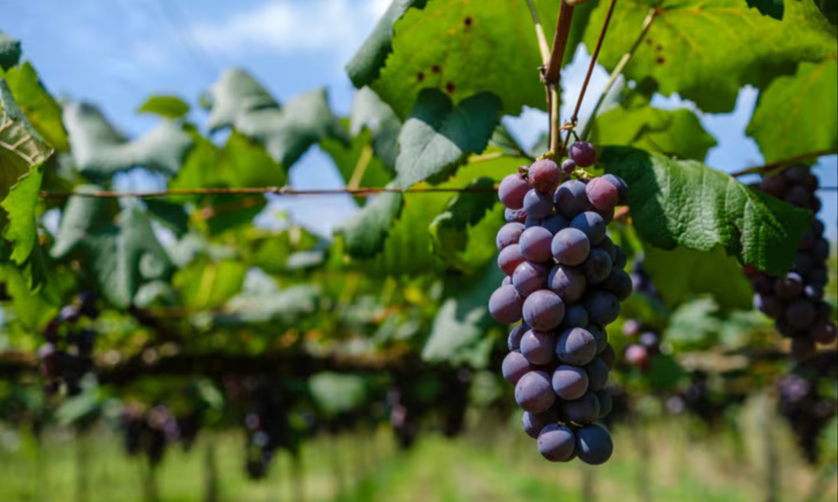 Tonghua Grape Wine Struggles Amid Five-Year Decline, Raising Investor Concerns