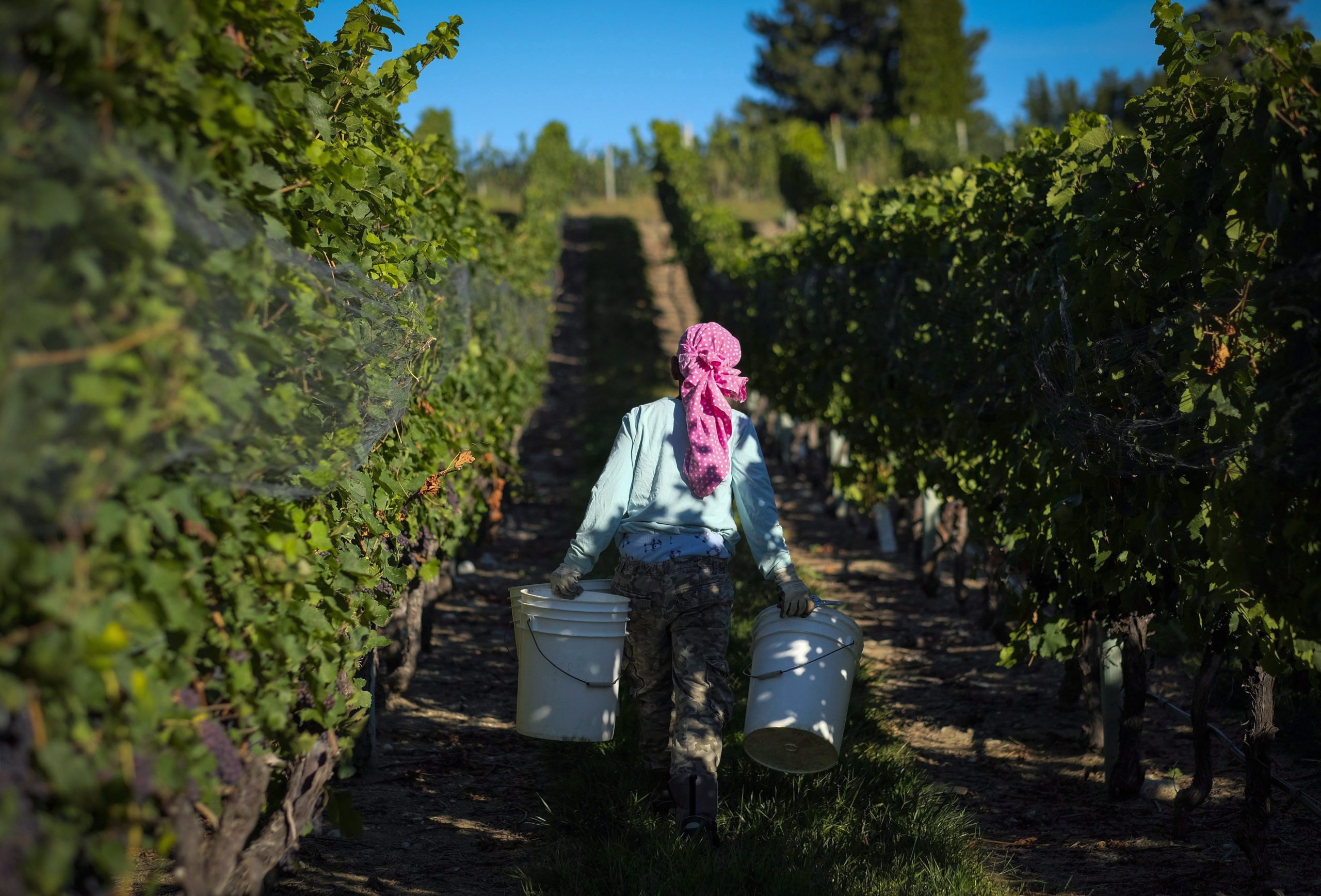 U.S. and Canadian Wine Growers Forge Landmark Trade Deal After Devastating B.C. Freeze