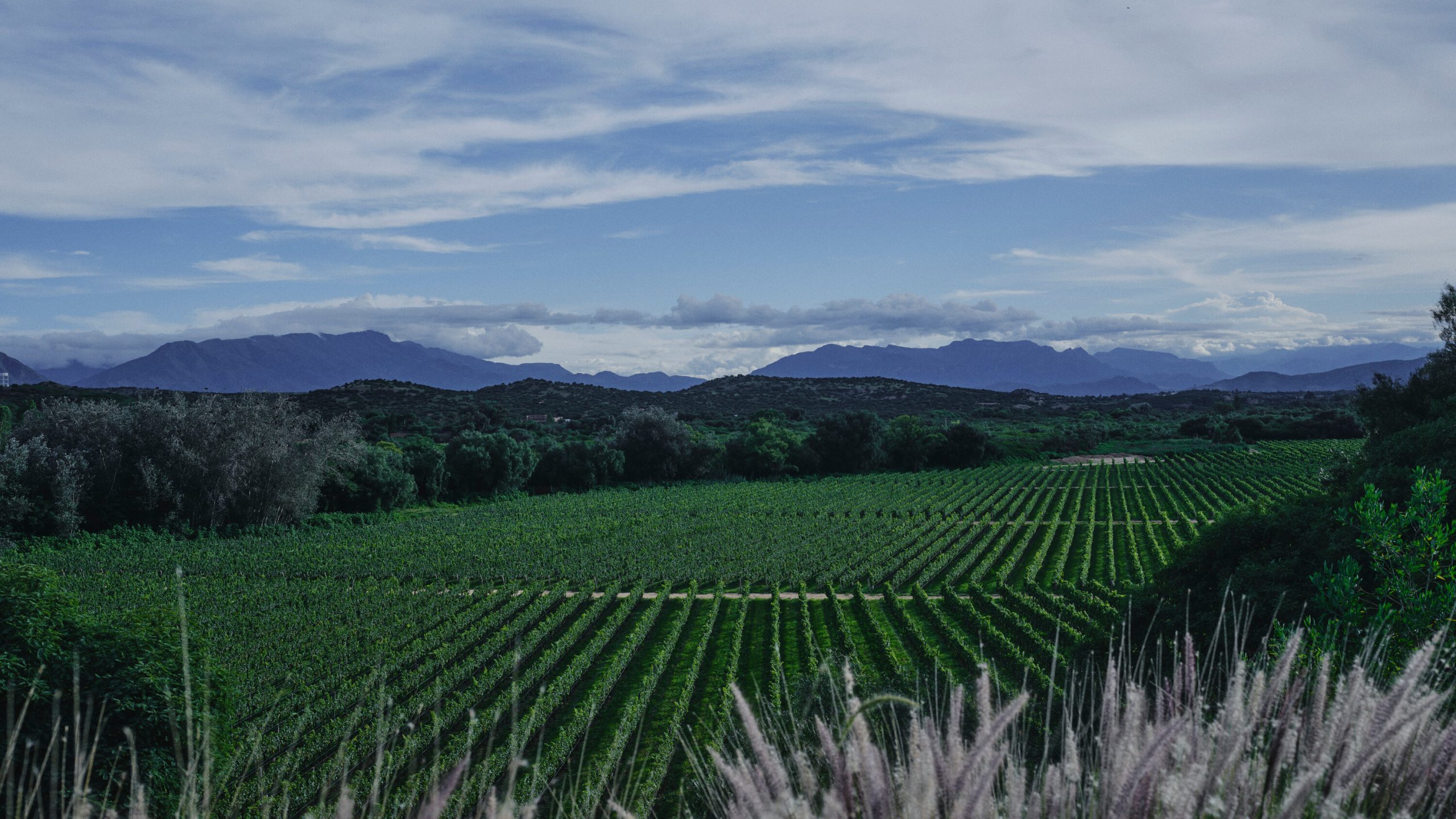 Bolivia’s Wine Culture and Spiritual Traditions Shine in Tarija’s High Altitude Vineyards