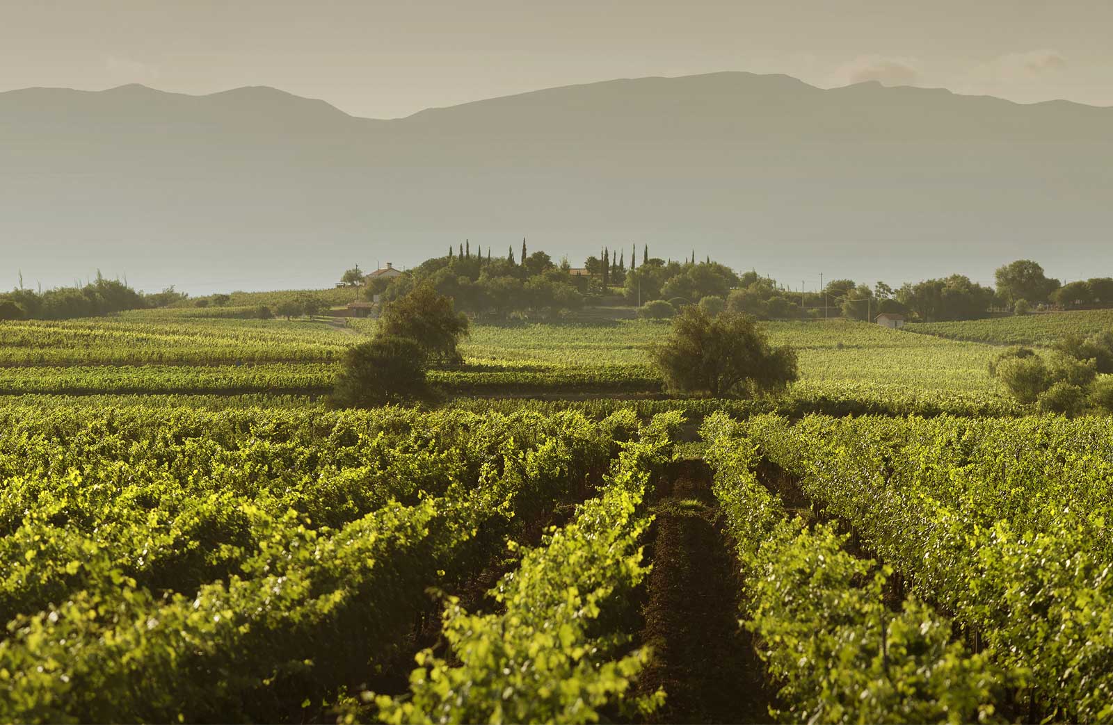 Bolivia’s Wine Culture and Spiritual Traditions Shine in Tarija’s High Altitude Vineyards