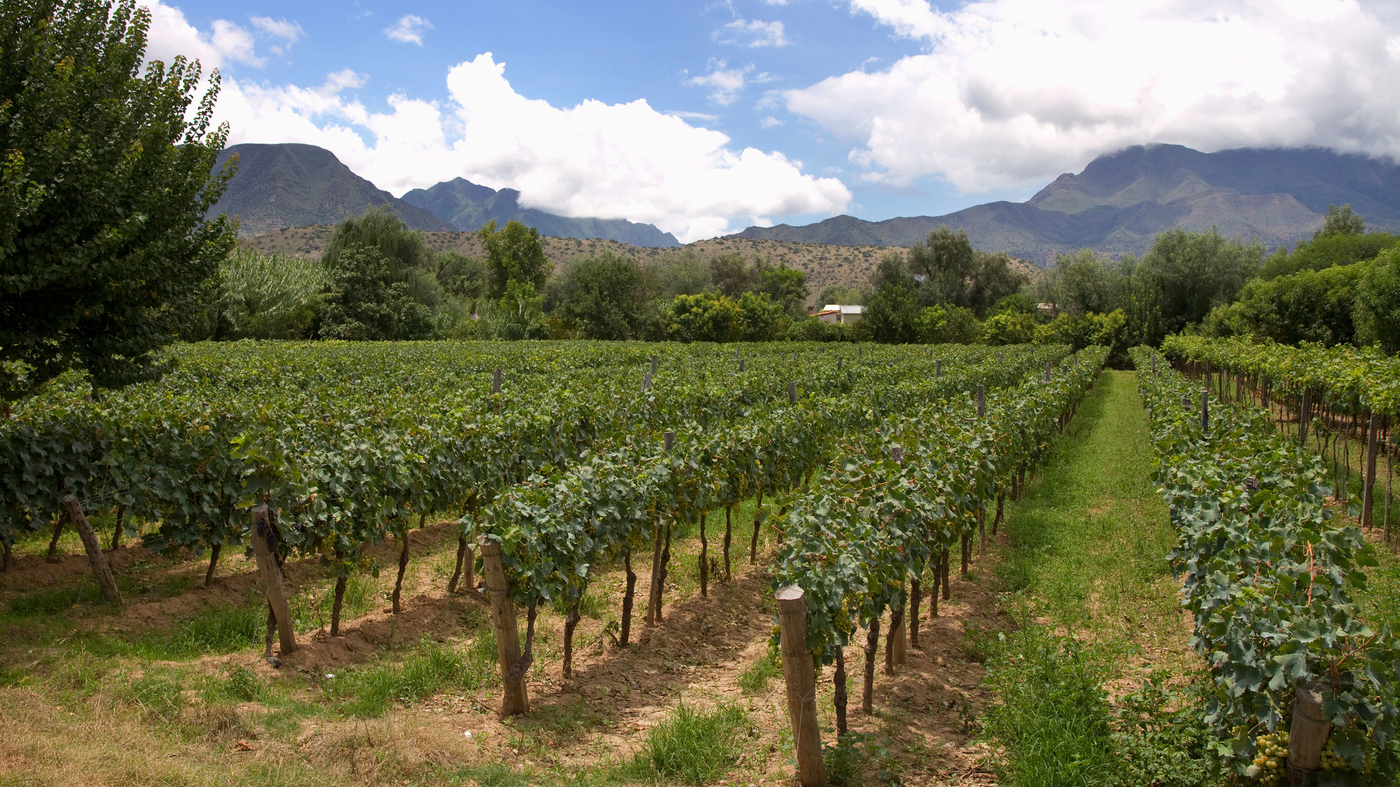 Bolivia’s Wine Culture and Spiritual Traditions Shine in Tarija’s High Altitude Vineyards