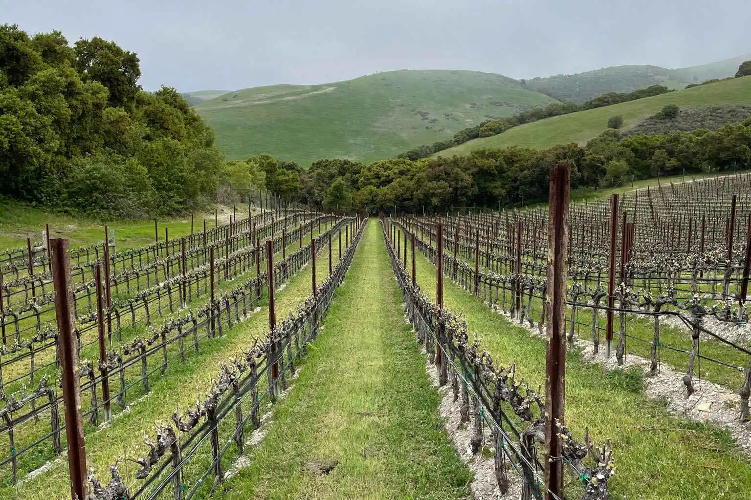 Historic Carmel Valley Vineyard Faces Uncertain Future Amid Ownership Changes and Industry Struggles