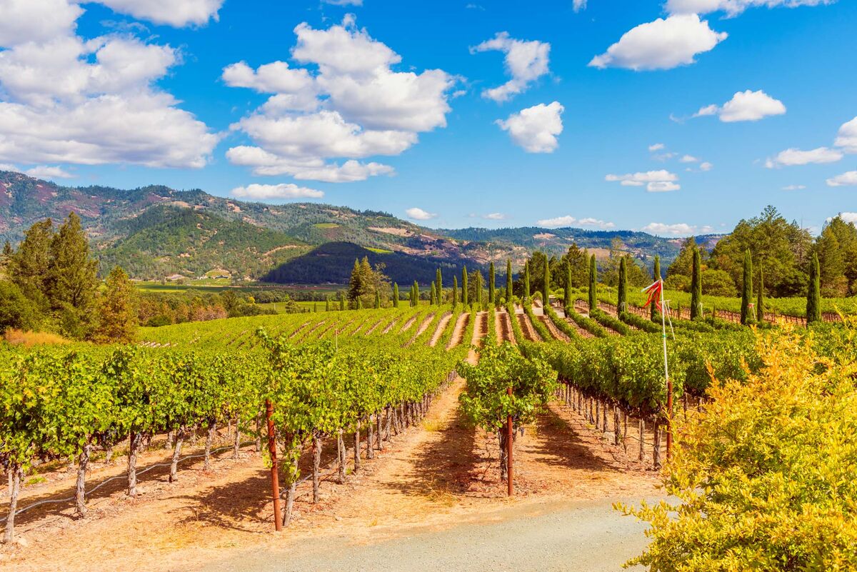 Historic Carmel Valley Vineyard Faces Uncertain Future Amid Ownership Changes and Industry Struggles