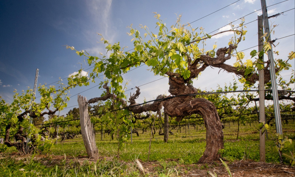 Old Vines Influence Wine Quality Through Deep Roots Climate Resilience and Thoughtful Vineyard Management Techniques