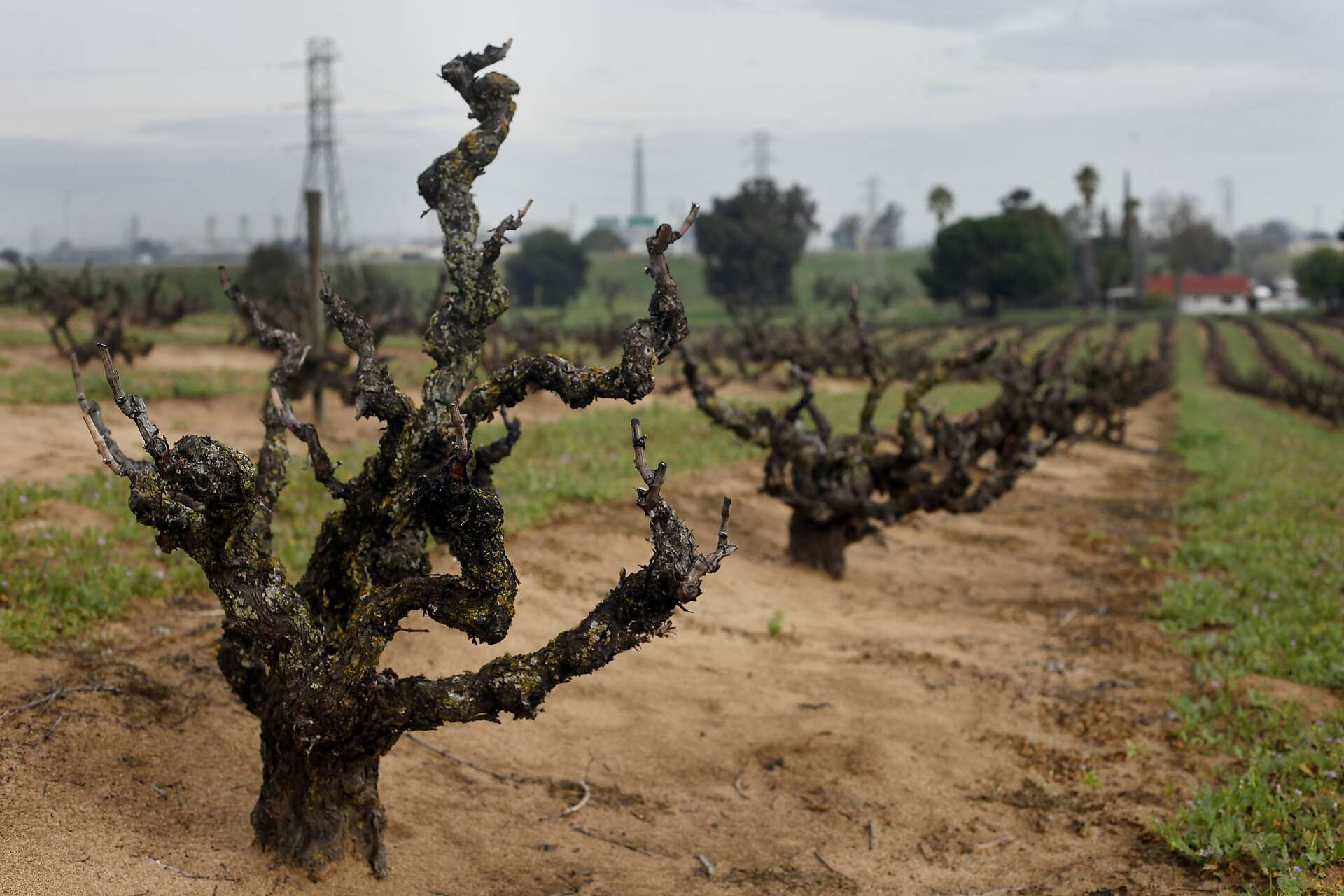 Old Vines Influence Wine Quality Through Deep Roots Climate Resilience and Thoughtful Vineyard Management Techniques