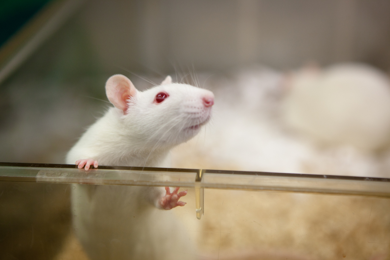 Rats Can Distinguish Wine Varieties with Impressive Accuracy in New Study on Smell Perception