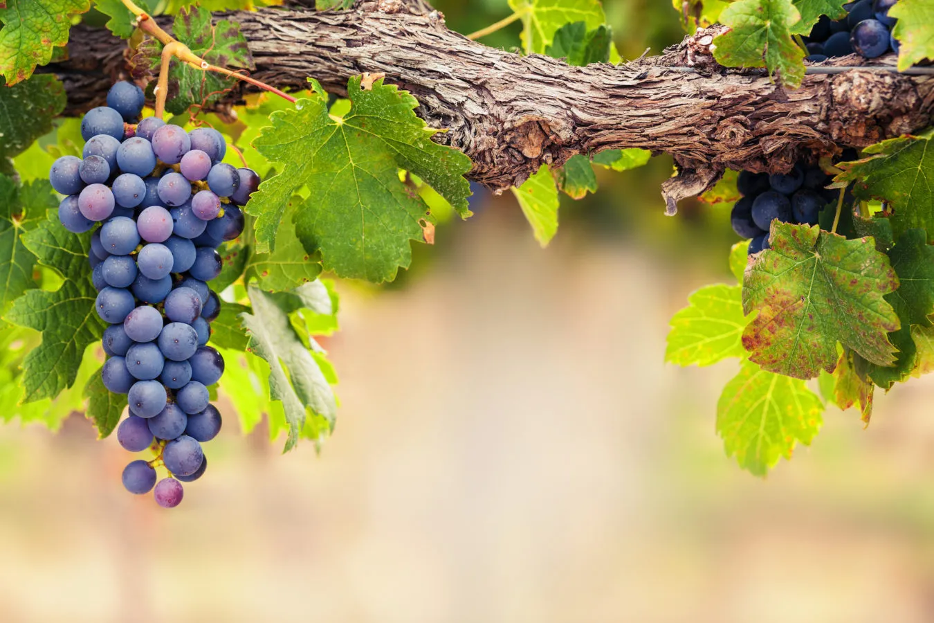 Syrah vs. Shiraz How Geography and Winemaking Shape This Versatile Grape