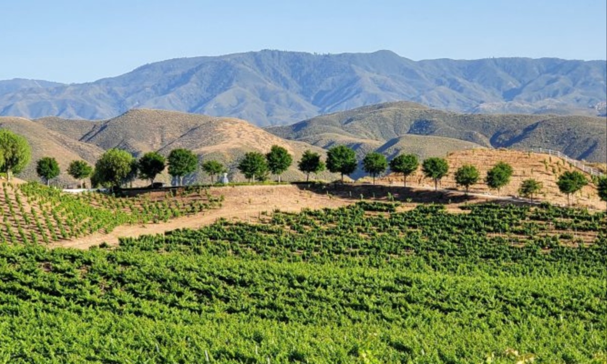 Temecula Valley Emerges as a Top Wine Destination with Diverse Terroir and Expert Craftsmanship