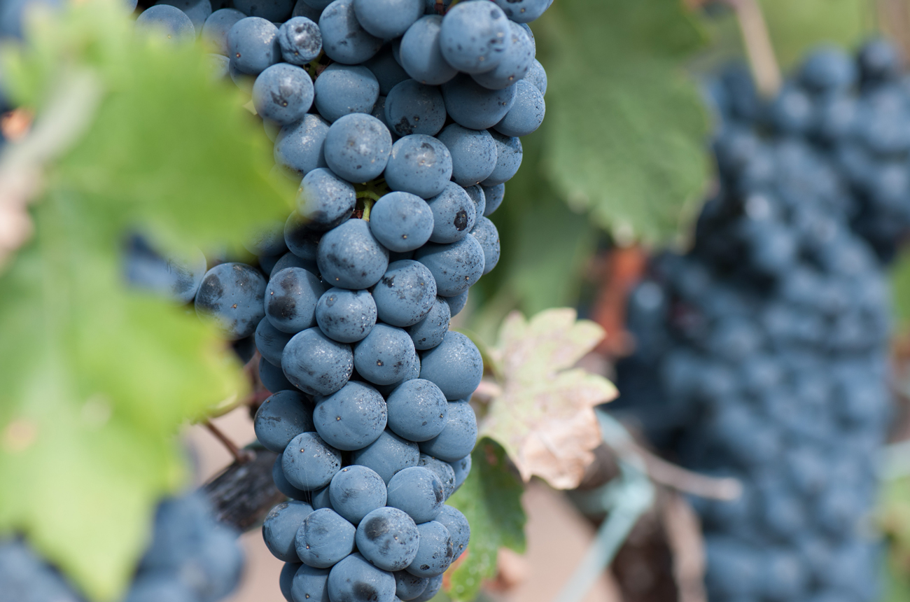 Tempranillo’s Global Rise as Spain’s Signature Grape Thrives in Diverse Wine Regions