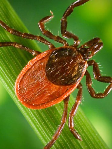 Black-Legged Ticks Linked to Alpha-Gal Syndrome, Expanding Risk Beyond Lone Star Tick
