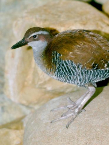 Conservation Efforts Revive Endangered Species Amid Ongoing Biodiversity Crisis