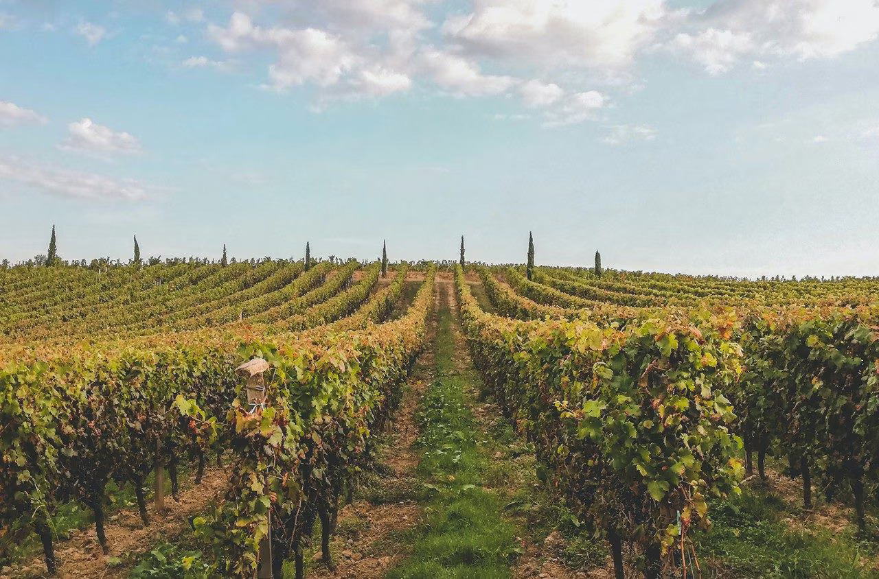 Global AVA Initiative Unites Wine Regions for Collaboration, Innovation, and Industry Growth