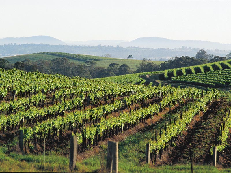 Global AVA Initiative Unites Wine Regions for Collaboration, Innovation, and Industry Growth