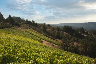 Santa Cruz Mountains Wines Rival Napa with Bold Reds and Elegant Chardonnays