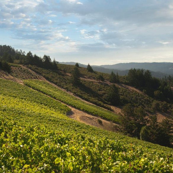 Santa Cruz Mountains Wines Rival Napa with Bold Reds and Elegant Chardonnays
