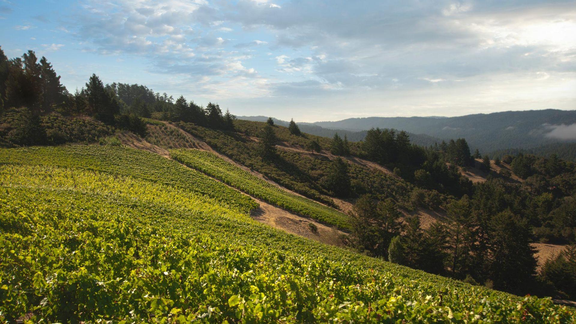 Santa Cruz Mountains Wines Rival Napa with Bold Reds and Elegant Chardonnays