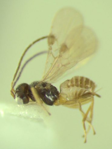 Students Discover New Insect Species in Playground Citizen Science Project