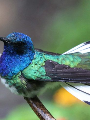 White-Necked Jacobin Chicks May Mimic Venomous Caterpillars to Deter Predators