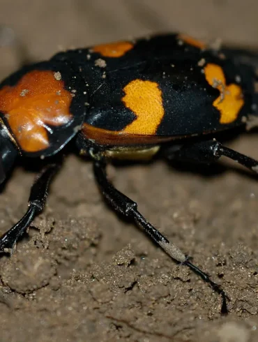American Burying Beetle’s Microbial Powers and Insecticide Resilience Offer Hope Against Superbugs