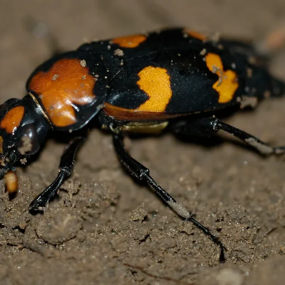 American Burying Beetle’s Microbial Powers and Insecticide Resilience Offer Hope Against Superbugs