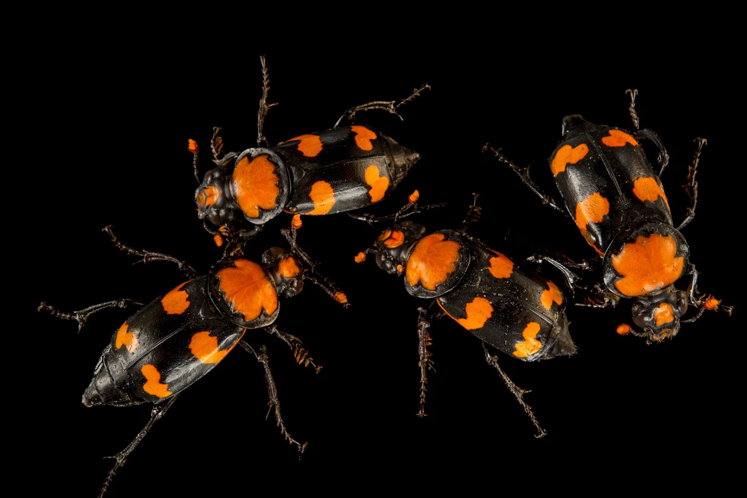 American Burying Beetle’s Microbial Powers and Insecticide Resilience Offer Hope Against Superbugs