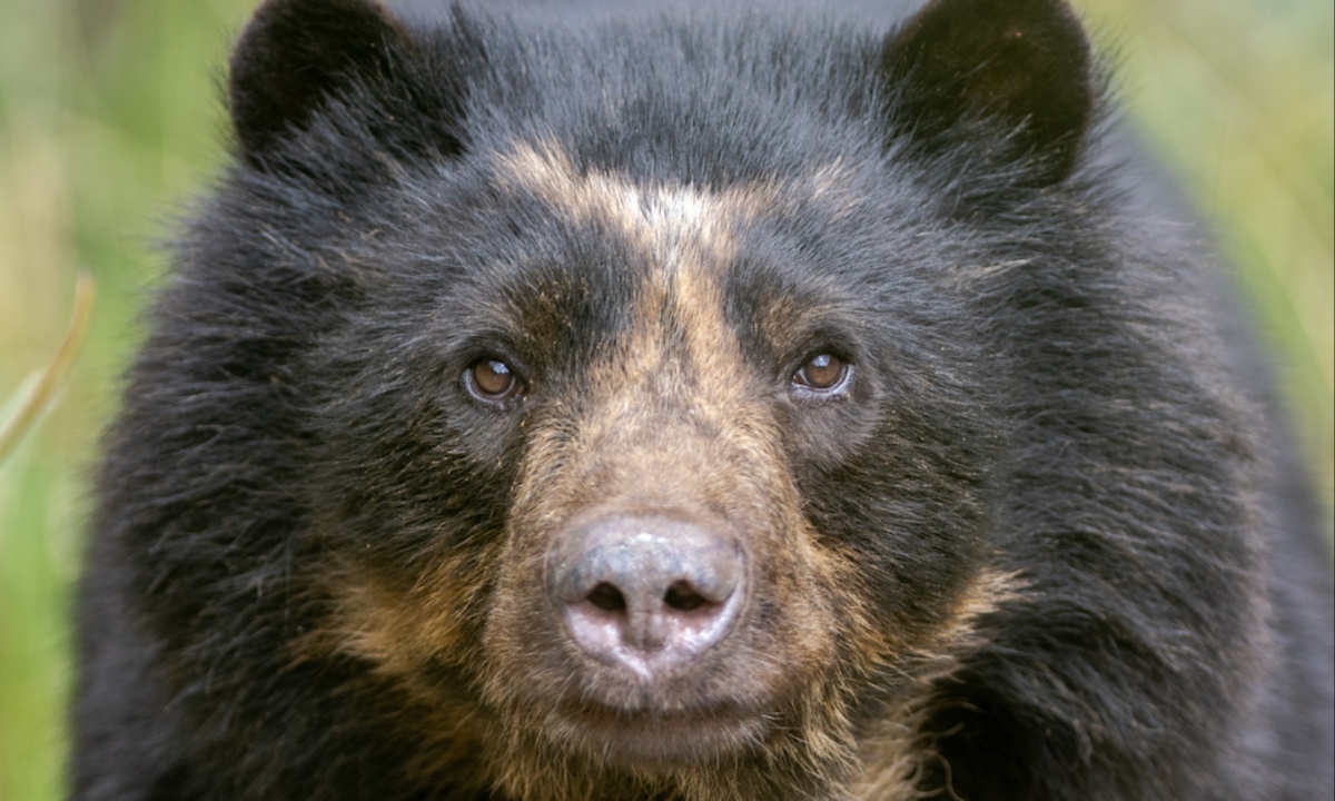 Andean Bears Surprise Scientists with Complex Vocalizations During Mating Rituals