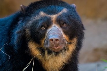 Andean Bears Surprise Scientists with Complex Vocalizations During Mating Rituals