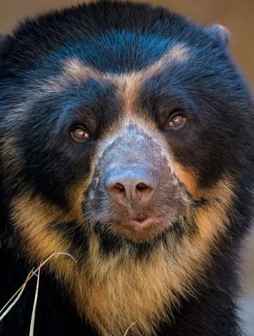 Andean Bears Surprise Scientists with Complex Vocalizations During Mating Rituals