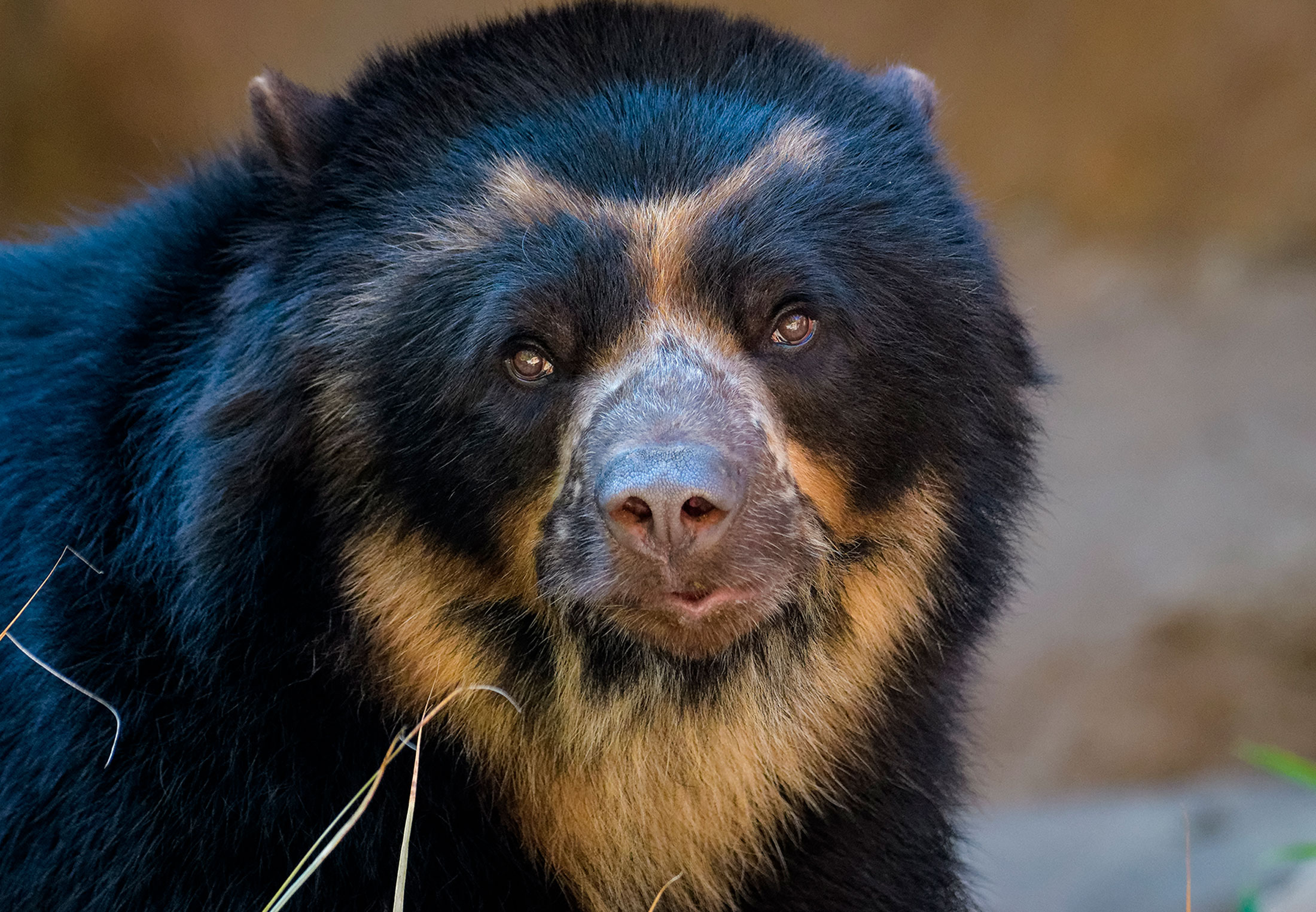 Andean Bears Surprise Scientists with Complex Vocalizations During Mating Rituals
