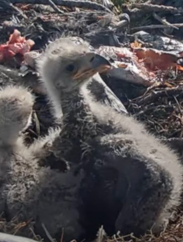 Canada Goose Steals Spotlight at Wrigley, Bringing Spring Luck to the Cubs