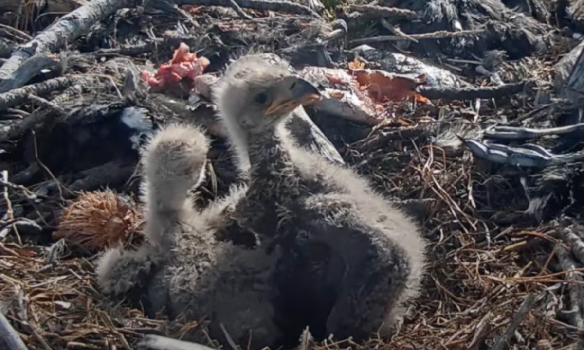 Canada Goose Steals Spotlight at Wrigley, Bringing Spring Luck to the Cubs