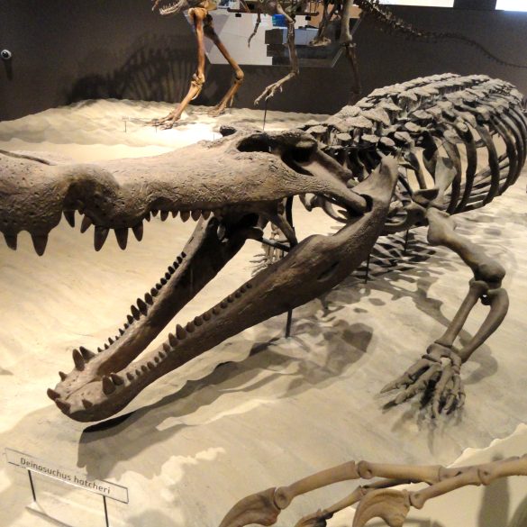 Deinosuchus Rewrites Prehistoric Predator History as a Giant Croc That Ruled Land and Sea
