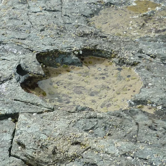 Dinosaur Footprints on Scottish Isle Rewrite Theories About Jurassic Habitats and Behavior
