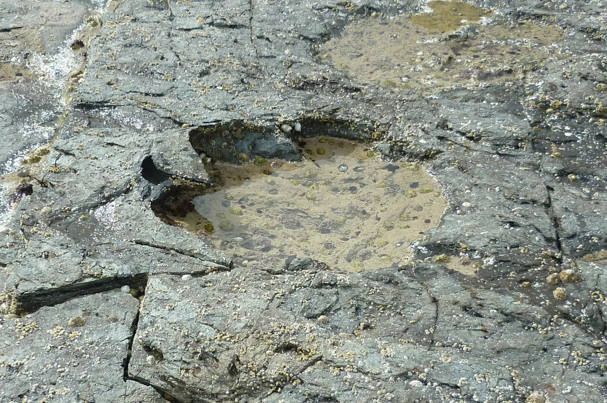 Dinosaur Footprints on Scottish Isle Rewrite Theories About Jurassic Habitats and Behavior