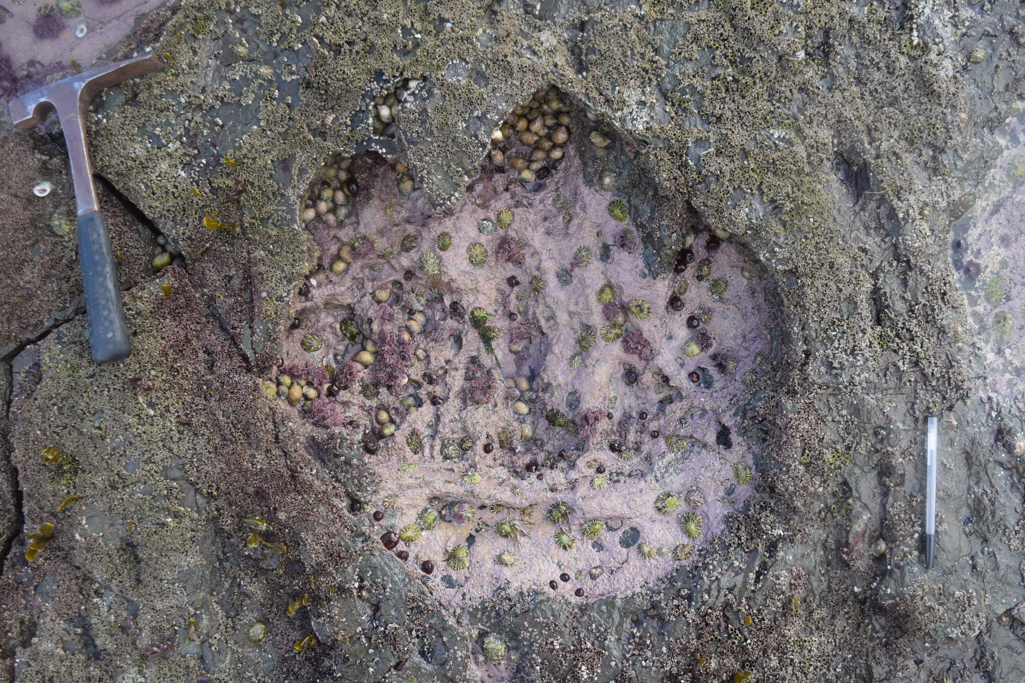 Dinosaur Footprints on Scottish Isle Rewrite Theories About Jurassic Habitats and Behavior