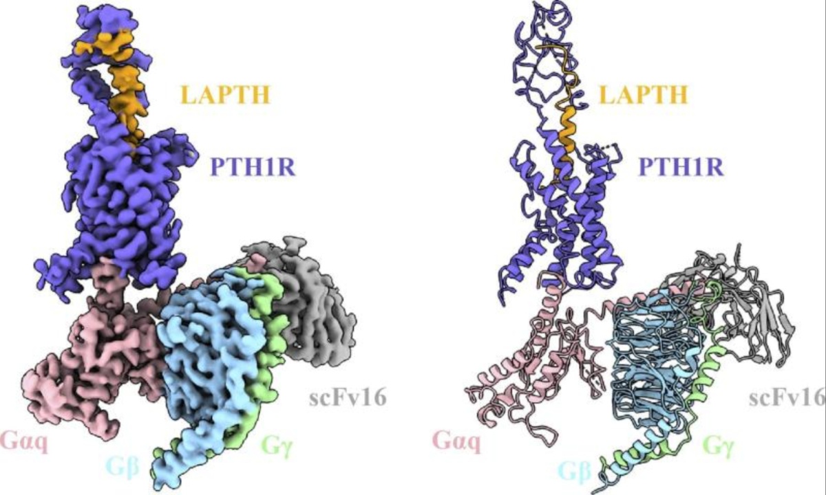 Ligand and G Protein Interactions Drive Selective Signaling in the Parathyroid Hormone Receptor