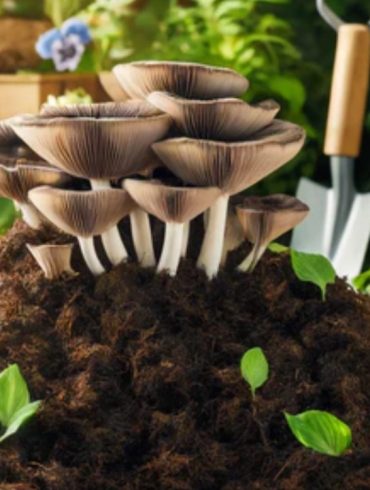 Mushroom-Powered Composting Transforms Farm Waste Into Sustainable Fertilizer and Safer Soil