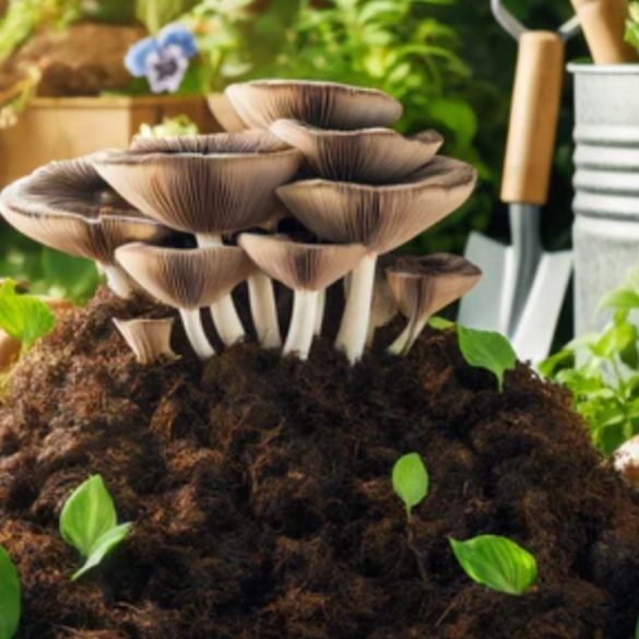 Mushroom-Powered Composting Transforms Farm Waste Into Sustainable Fertilizer and Safer Soil