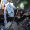 Ghost Pipe’s Online Revival Spurs Scientific Study Into Its Medicinal Potential and Conservation Needs