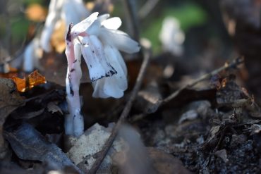 Ghost Pipe’s Online Revival Spurs Scientific Study Into Its Medicinal Potential and Conservation Needs