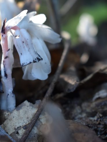 Ghost Pipe’s Online Revival Spurs Scientific Study Into Its Medicinal Potential and Conservation Needs