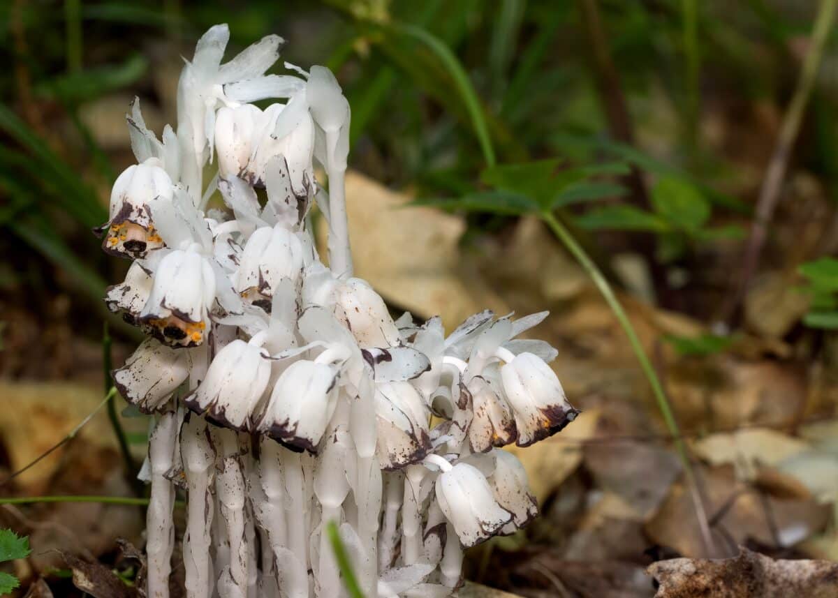Ghost Pipe’s Online Revival Spurs Scientific Study Into Its Medicinal Potential and Conservation Needs