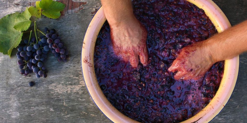 How Wine Is Made From Grape to Glass
