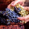How Wine Is Made From Grape to Glass